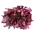 Dried Pink Lotus Flower